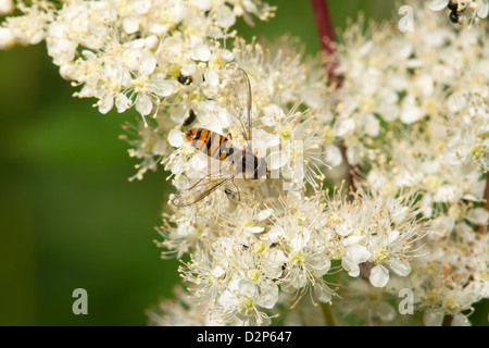 La marmellata di arance Hoverfly Episyrphus balteatus alimentazione su spirea fiori Foto Stock