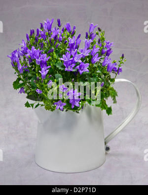 Campanula (Campanula) nella brocca Foto Stock