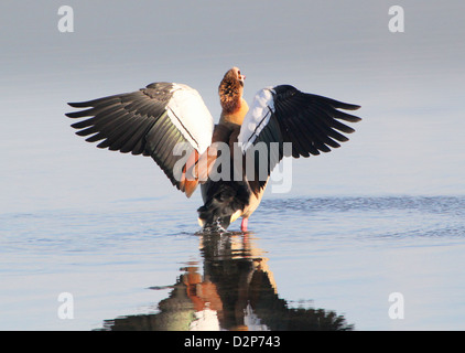 Oca egiziana (Alopochen aegyptiaca) sbattimenti le sue ali e pulizia & preening le sue piume Foto Stock