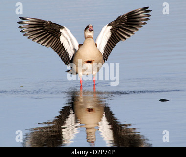 Oca egiziana (Alopochen aegyptiaca) sbattimenti le sue ali e pulizia & preening le sue piume Foto Stock