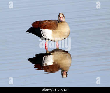 Oca egiziana (Alopochen aegyptiaca) sbattimenti le sue ali e pulizia & preening le sue piume Foto Stock