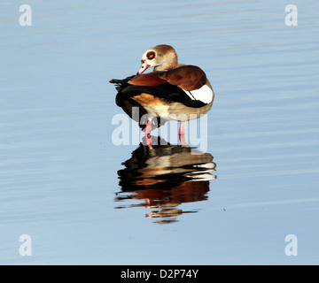 Oca egiziana (Alopochen aegyptiaca) sbattimenti le sue ali e pulizia & preening le sue piume Foto Stock