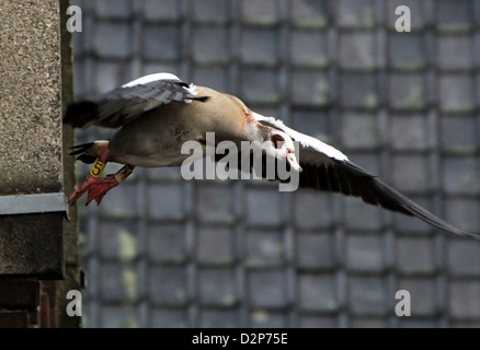 Oca egiziana (Alopochen aegyptiaca) in volo Foto Stock