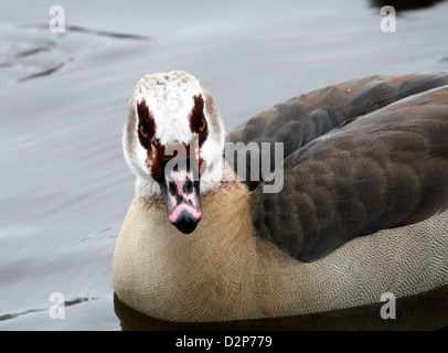 Extreme close-up della testa di un nuoto oca egiziana (Alopochen aegyptiaca) Foto Stock