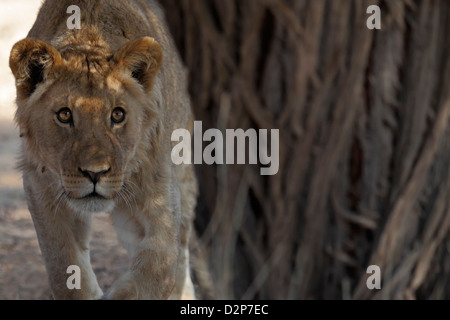 Giovane leone del Kalahari, curioso, avviso Kgalagadi Parco transfrontaliero, Sud Africa e Botswana. Foto Stock