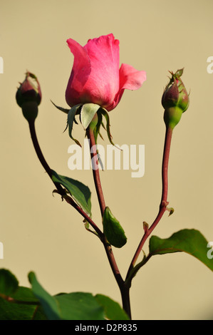 Floribunda-Rose (Rosa spec.) • Landkreis Schwaebisch Hall, Baden-Wuerttemberg, Deutschland, Germania Foto Stock