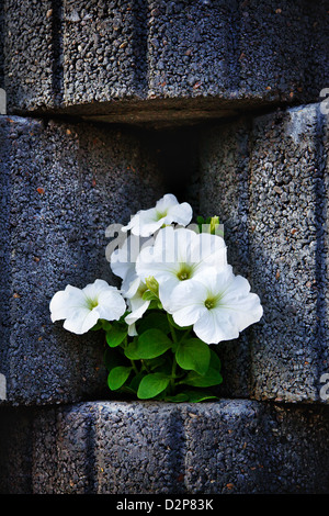 Muro di pietra aiuola con i Nasturzi Foto Stock