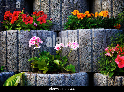 Muro di pietra aiuola con i Nasturzi Foto Stock