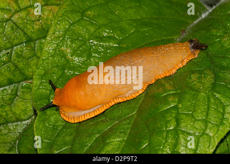 Grande Nero Slug (Arion ater) forma arancione Lewisham,Londra Settembre 2011 Foto Stock