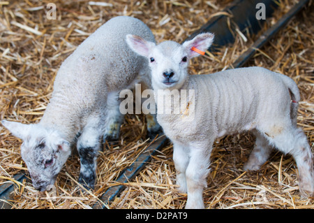 Due nuovi a carico molla agnelli Foto Stock