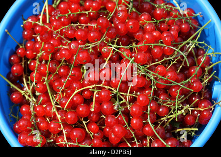 Bacche ribes in una benna di blu Foto Stock