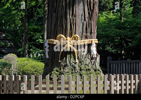 Shimenawa fune su un albero divino a Sengen Jinja santuario Fujiyoshida Yamanashi Giappone Foto Stock