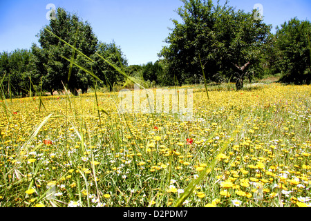 Renoncules e altri fiori selvatici che crescono in profusione in un prato cretese Foto Stock