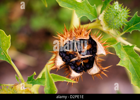 Frutto della Datura stramonium L, noto anche come Jimsonweed, Jimson Weed, Thornapple, Thorn Apple. Aprire il seme pod/testa. L'Africa. Foto Stock