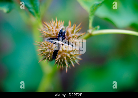 Frutto della Datura stramonium L, noto anche come Jimsonweed, Jimson Weed, Thornapple, Thorn Apple. Aprire il seme pod/testa. L'Africa. Foto Stock