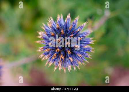 Perfect Blue Globe Thistle - Echinops ritro Foto Stock