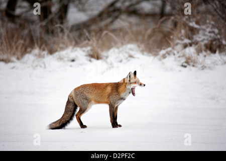 Red Fox (Vulpes vulpes vulpes) sbadigli / yelping nella prateria lungo il bordo della foresta nella neve in inverno Foto Stock