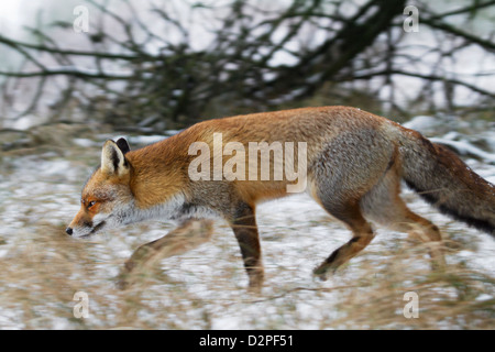 Red Fox (Vulpes vulpes vulpes) caccia nel canneto lungo il bordo della foresta nella neve in inverno Foto Stock