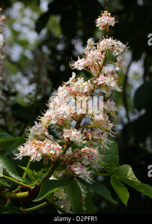 Cavallo Castagno fiori, Aesculus hippocastanum, Hippocastanaceae. Foto Stock