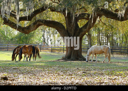 Pony Welsh mares pascolano sotto un grande vecchio Live Oak tree con muschio Spagnolo che pendono dai rami. Foto Stock