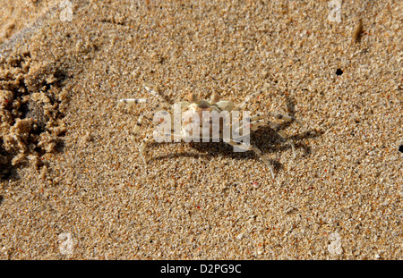Giovani pallida Ghost Crab che utilizza la sabbia per il camuffamento, Ocypode pallidula, Ocypodidae, Decapoda, Crustaceae. Foto Stock