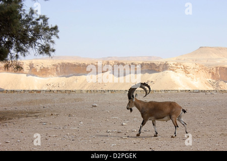 Ibex Nubiano Bull Foto Stock