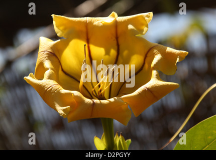 Tazza d'oro della vigna, Solandra maxima, Solandreae, solanacee. Stati Uniti d'America Meridionale, Messico, America Centrale e dei Caraibi. Foto Stock