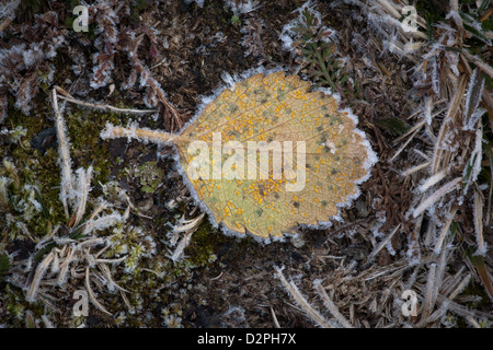 Congelate di foglie di betulla in Dovrefjell national park, Dovre, Norvegia. Foto Stock