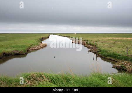 Hallig Hooge, Germania, tidal creek e pascoli Foto Stock