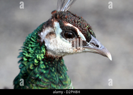 Dettagliate fino in prossimità della testa e la parte superiore del corpo di indiani Peahenl ( Pavo cristatus) Foto Stock