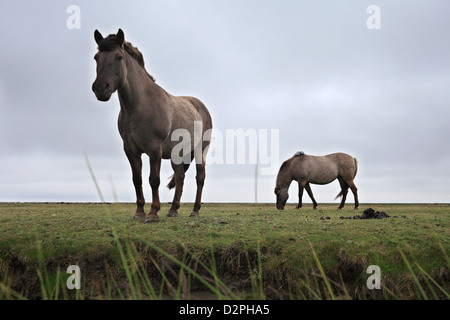 Hallig Hooge, Germania, Priel e bere mucca in pascolo Foto Stock