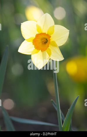 Un singolo Daffodil catturati in un luogo soleggiato Foto Stock