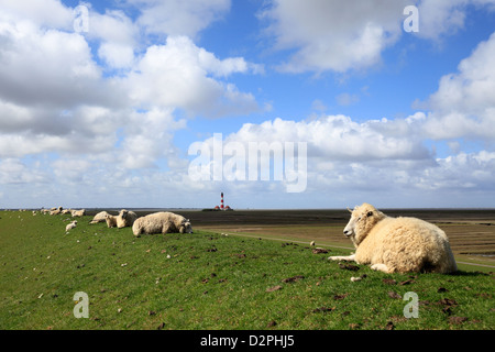 Westerhever, Germania, pecore sulla diga Foto Stock