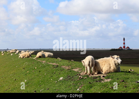 Westerhever, Germania, pecore sulla diga Foto Stock