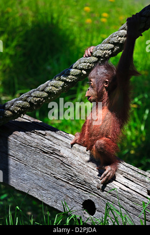 Orango baby, pongo pygmaeus, in corrispondenza allo Zoo di Auckland Auckland North Island, Nuova Zelanda. Foto Stock