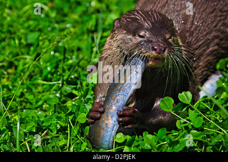 Oriental piccola artigliato lontra, Aonyx cinerea, in corrispondenza allo Zoo di Auckland Auckland North Island, Nuova Zelanda. Foto Stock