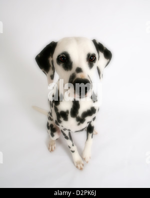 Standard in bianco e nero Dalmata di su sfondo bianco Foto Stock