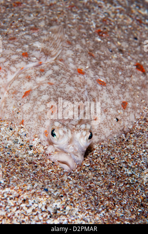 La Passera di mare dissimulazione di sé nella sabbia Foto Stock
