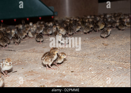 Alimentazione di vecchi di un giorno i pulcini di fagiano in un allevamento sparso su un tiro station wagon. Foto Stock