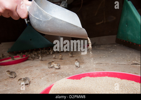 Alimentazione di vecchi di un giorno i pulcini di fagiano in un allevamento sparso su un tiro station wagon. Foto Stock