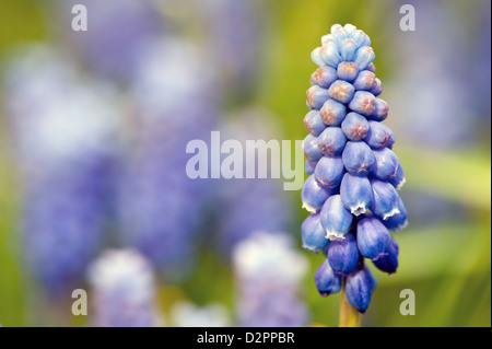 Dettaglio della bella blu fiore di giacinto di uva in giardino Foto Stock