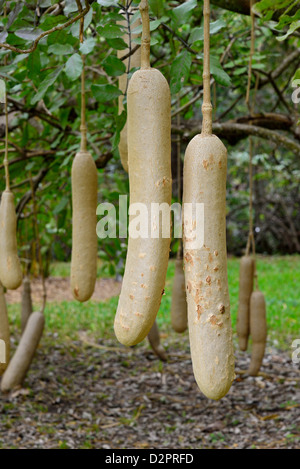 Frutti pendenti di salsiccia tree (Kigelia africana). Fairchild Giardino Botanico, Coral Gables, Florida, Stati Uniti d'America. Foto Stock