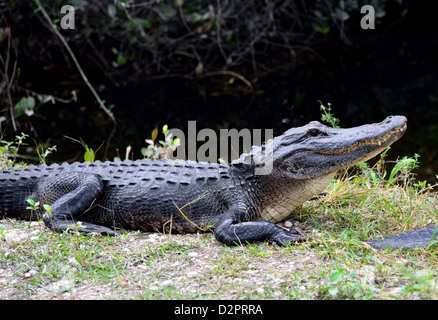 Un alligatore al Big Cypress National Preserve, Florida, Stati Uniti d'America. Foto Stock