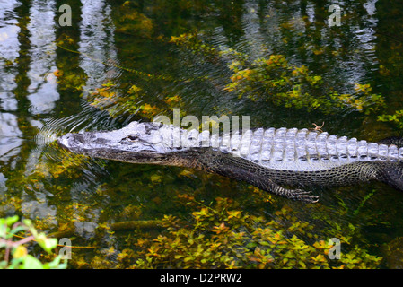 Un alligatore a nuotare in acqua chiara. Big Cypress National Preserve, Florida, Stati Uniti d'America. Foto Stock
