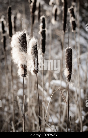 Cattails marrone con soffici semi in inverno Foto Stock