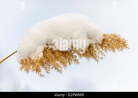 Reed a secco coperte di neve in inverno closeup Foto Stock