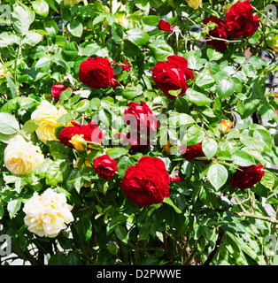 Close-up di una pianta di rose Foto Stock