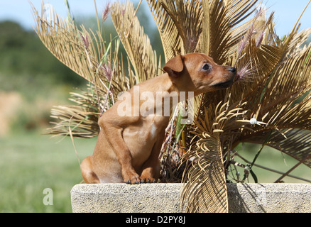 Cane Prazsky krysarik / Praga / Ratter Ratier de Praga cucciolo odore un impianto Foto Stock