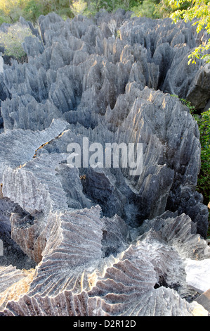 Tsingy de Bemaraha Riserva Integrale, vicino alla costa occidentale nella regione Melaky, Madagascar Foto Stock