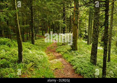 Percorso a piedi, Hochkopf, vicino a Schonau, Foresta Nera, Baden-Württemberg, Germania, Europa Foto Stock